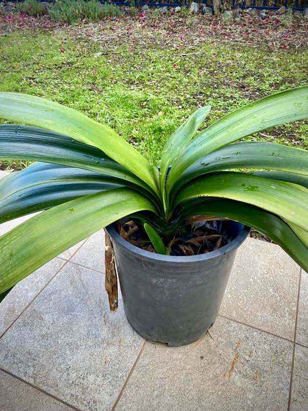 clivia plant